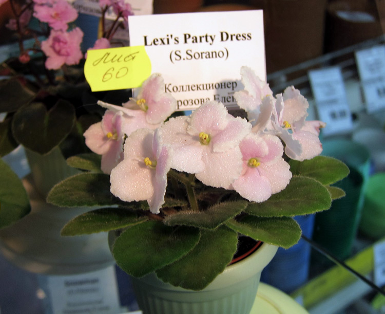 Lexi's-Party-Dress.jpg