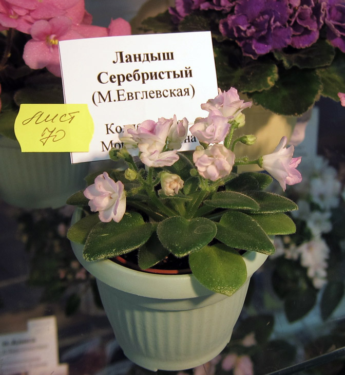 Ландыш-Серебристый-(м).jpg