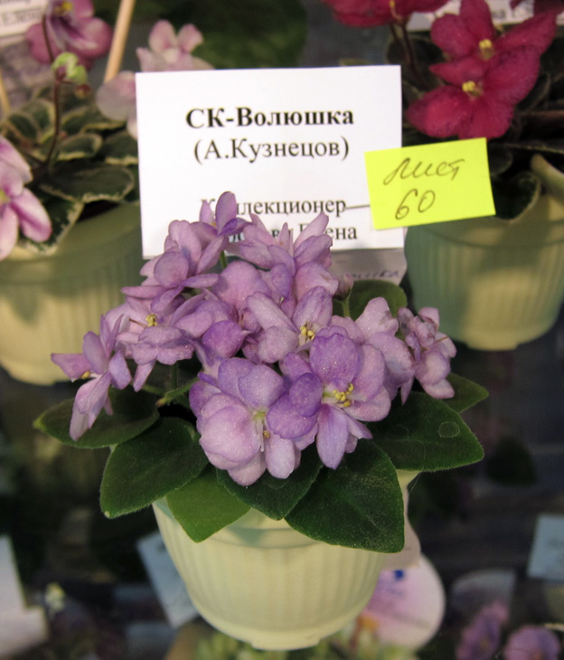СК-Волюшка.jpg