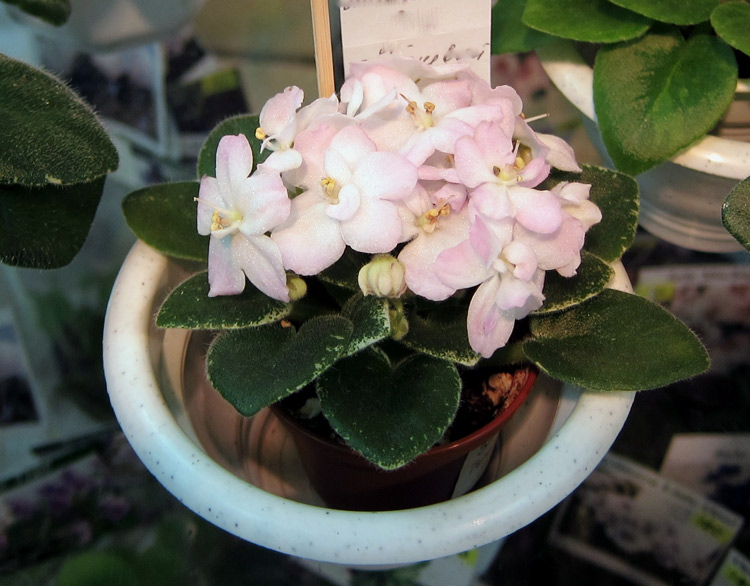 Shirl's-Touch-o'-Pink.jpg