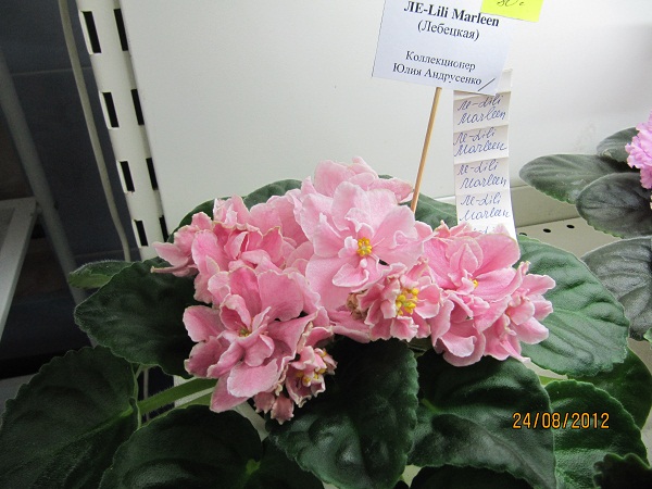 ЛЕ-Lili Marleen