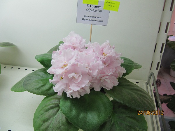 К-Сулико