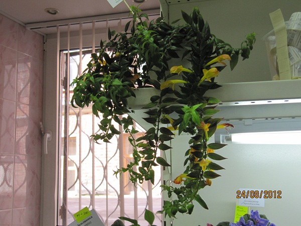 Колумнея