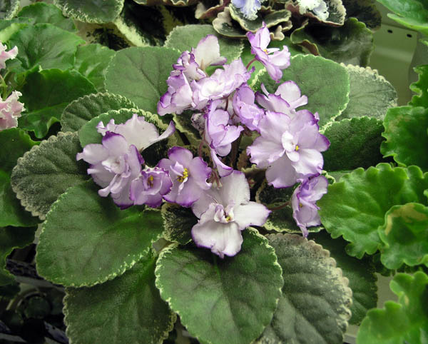 Buckeye Blushing. Коллекция Ани Кочетковой.