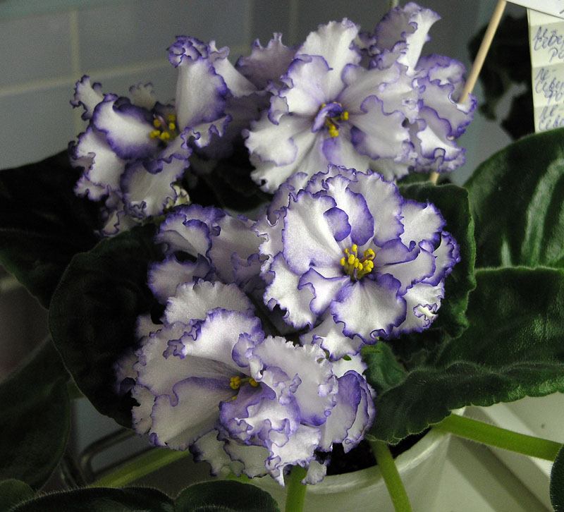 ЛЕ-Северная Роза