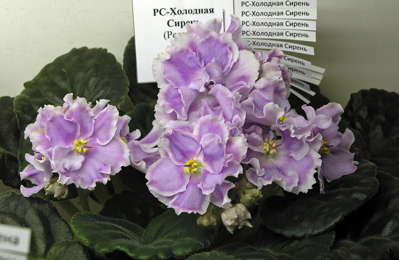 РС-Холодная Сирень, колл. Г. Чегодаева