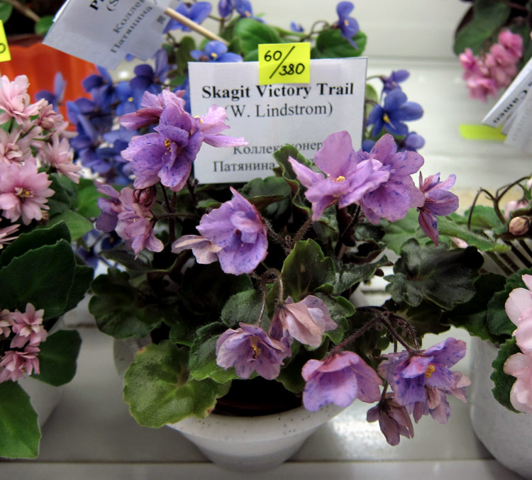 Skagit-Victory-Trail.jpg