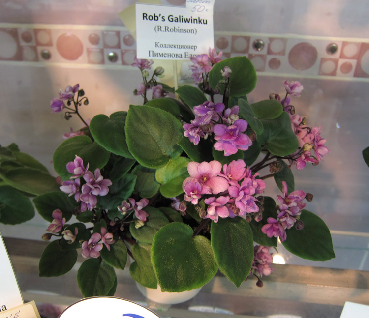Rob's-Galiwinku.jpg