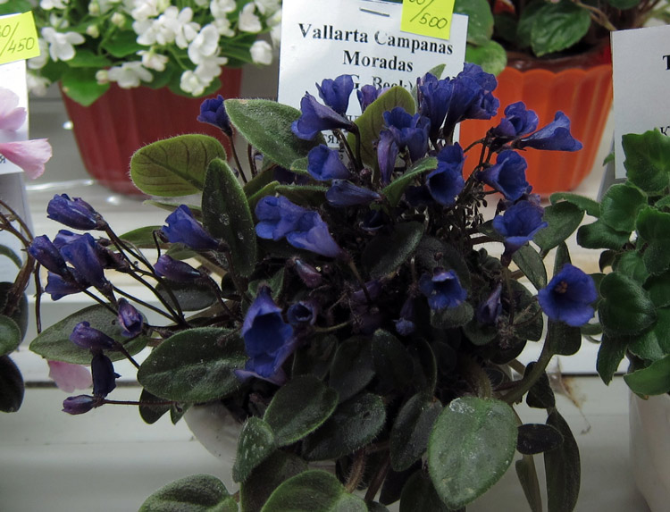 Vallarta-Campanas-Moradas..jpg