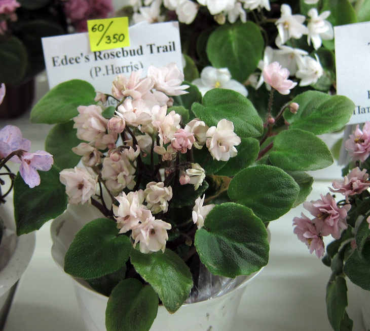 Edee's-Rosebud-Trail.jpg