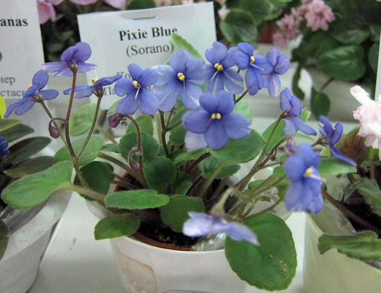 Pixie-Blue.jpg