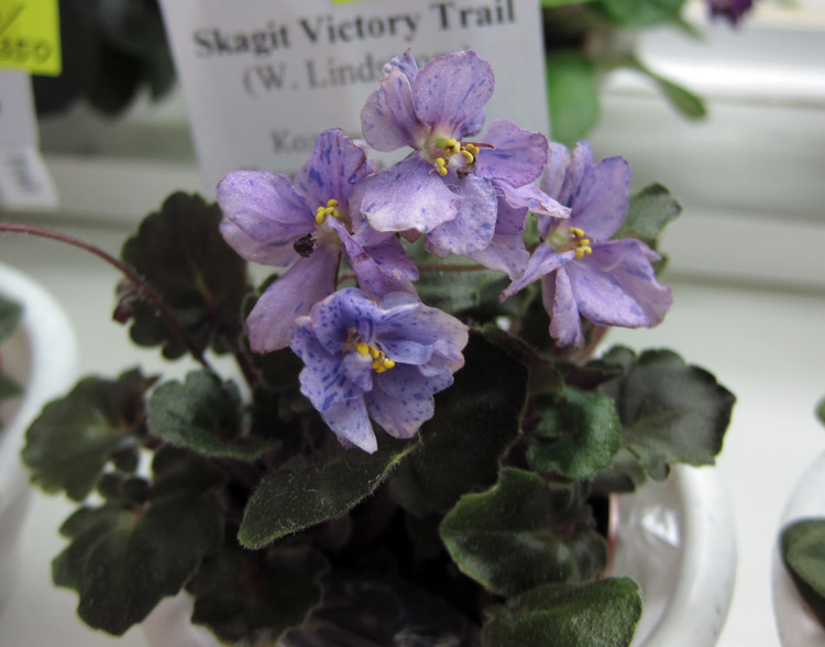 Skagit-Victory-Trail..jpg