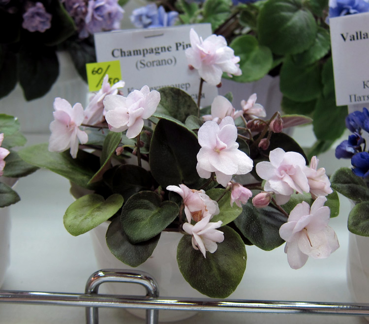 Champagne-Pink.jpg