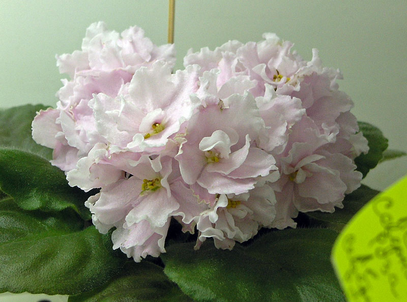 К-Сулико