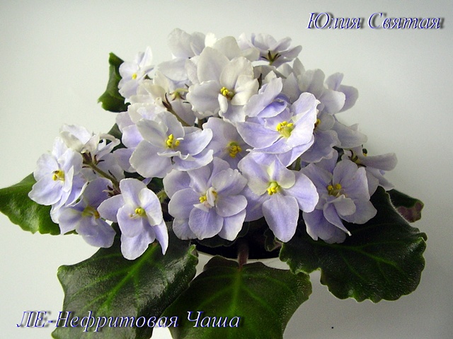 ЛЕ-Нефритовая Чаша (Лебецкая)