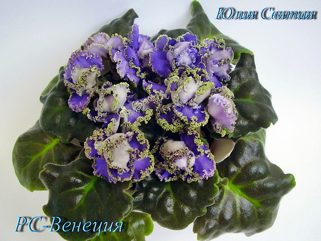 РС-Венеция (Репкина)