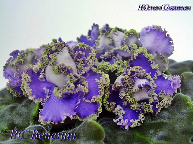 РС-Венеция (Репкина)