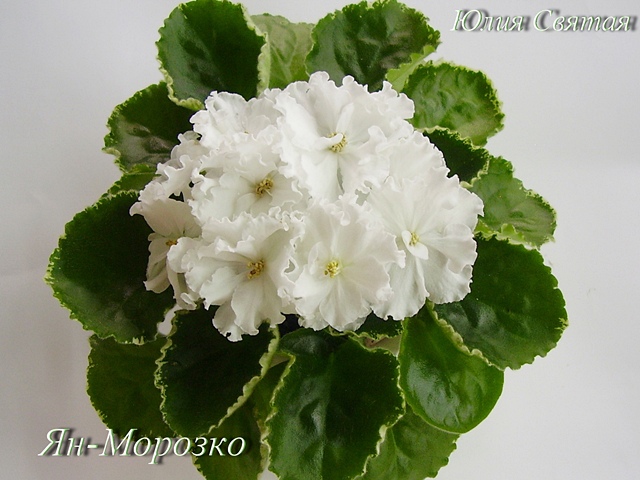 Ян-Морозко