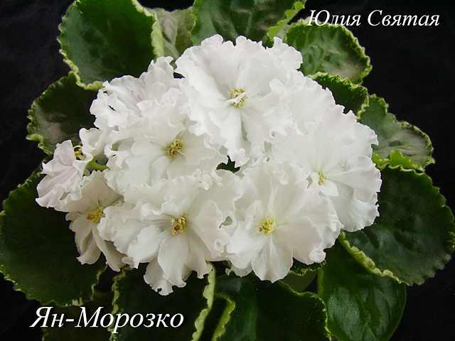Ян-Морозко