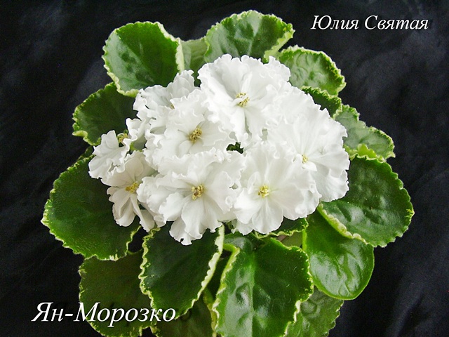 Ян-Морозко