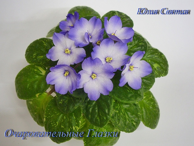 Очаровательные Глазки (Макуни)