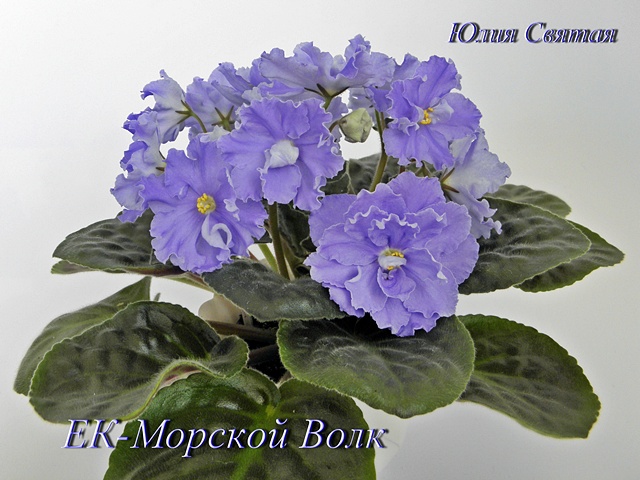 ЕК-Морской Волк (Коршунова)