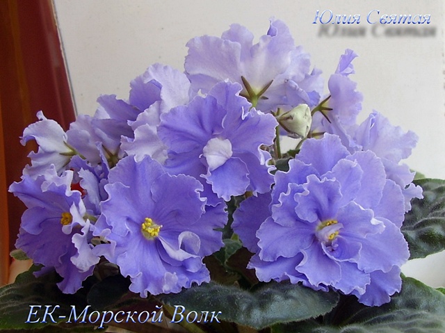 ЕК-Морской Волк (Коршунова)