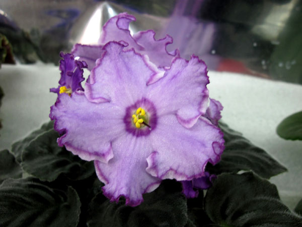 ЛЕ-Кольца-Сатурна.jpg