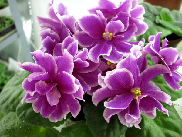 ЛЕ-Фуксиевая-Балерина.jpg