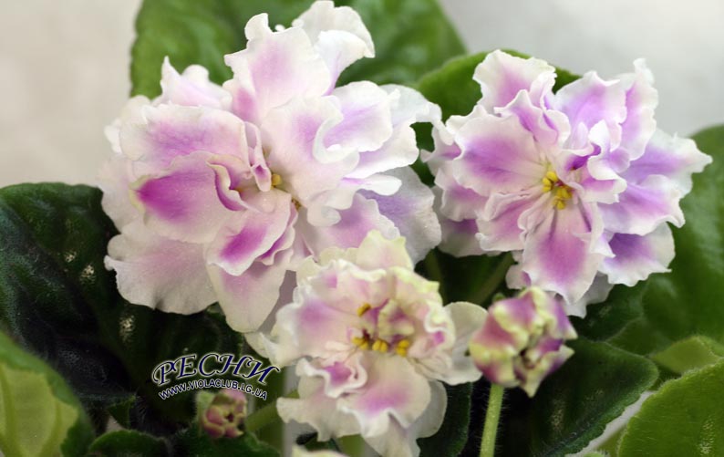 IMG_4123 копия.jpg