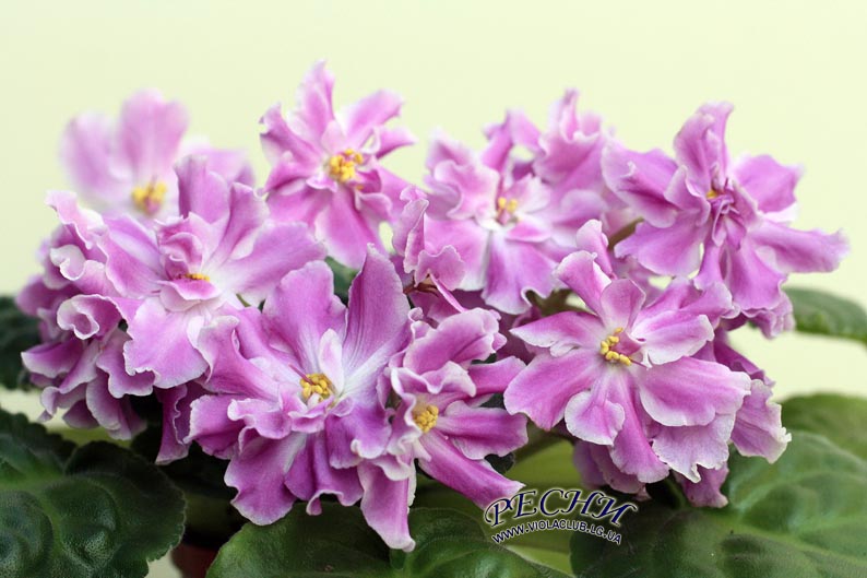 IMG_3989 копия.jpg