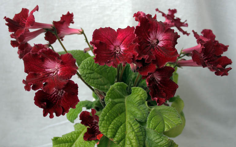 BARWY INDII
