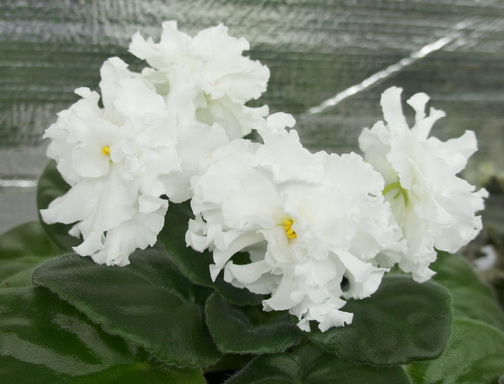 DSC01488.jpg