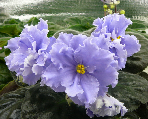 P1000144.jpg