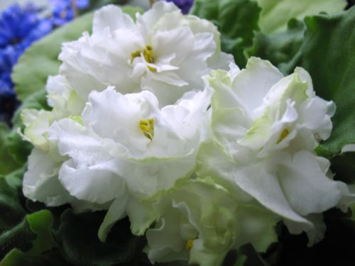 Spring Rose.jpg
