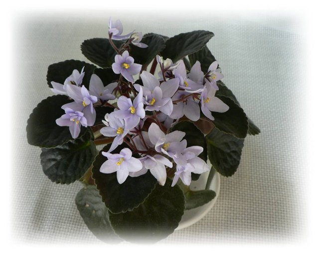 1 Allegro Chicory Charm..jpg