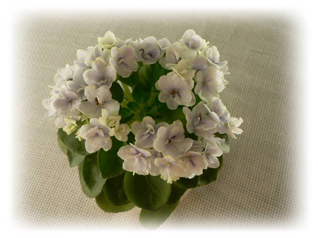 1Jolly Orchid.jpg