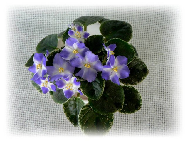 1Shirl's Hawaiian Lei..jpg