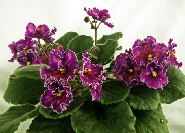 Spanish Dancer.jpg