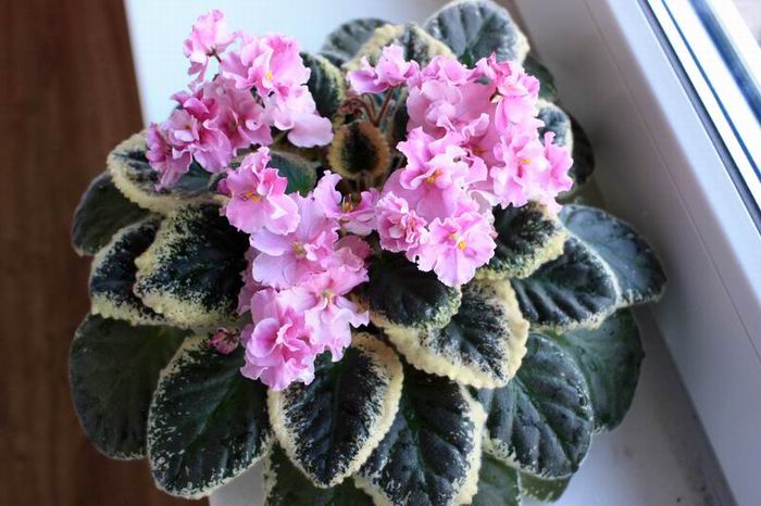 Apache Primrose.jpg