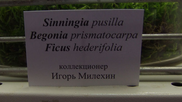 От-И.-Милёхина.jpg