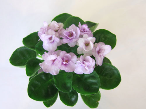 Cupid`s Jewel