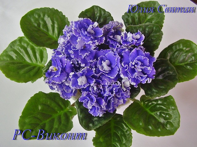 РС-Виконт (Репкина)