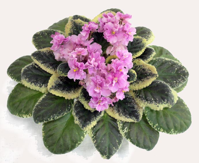 2 место  Apache Primrose (Munk)  коллекционер  Е.Плессер