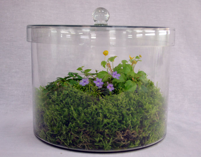 1место композиция (состоящая: sinningia pusilla,<br /> begonia prismatocarpa, ficus hederifolia)  коллекционер  И.Милёхин