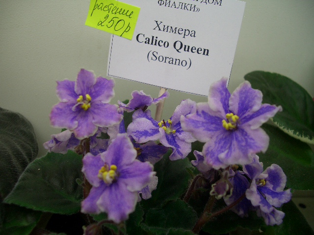 Calico Queen хим.ДФ.JPG