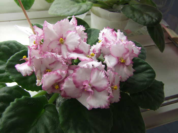 Rhapsodie-Susi-(Лебецкая).jpg