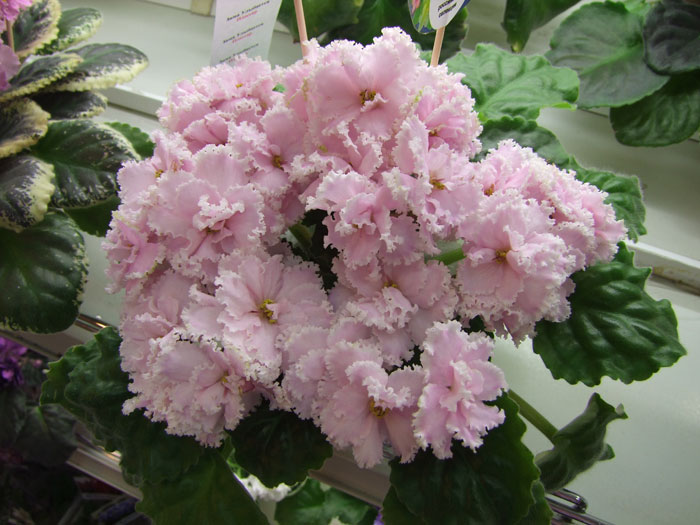 Зима-Улыбается-(Плессер).jpg