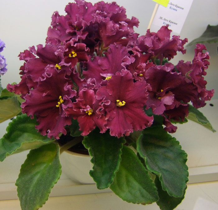 ЛЕ-Лето-Красное-(Кузина).jpg