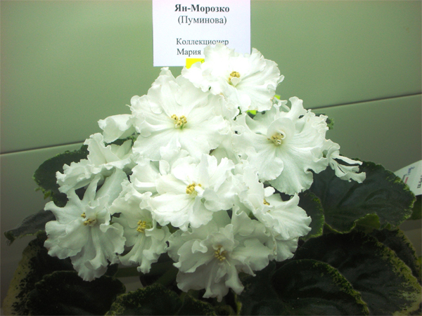 Ян-Морозко